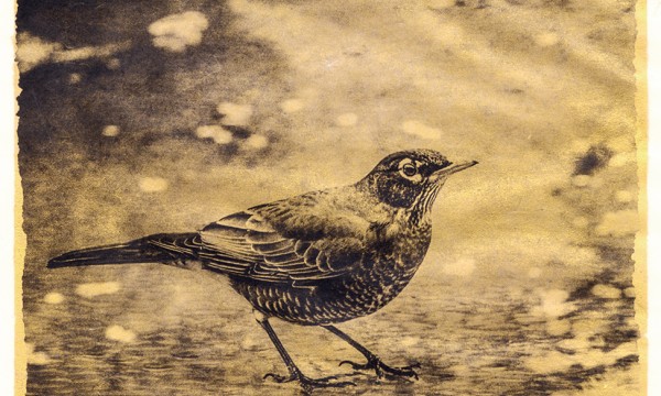 Emily's Garden by Brigitte Carnochan